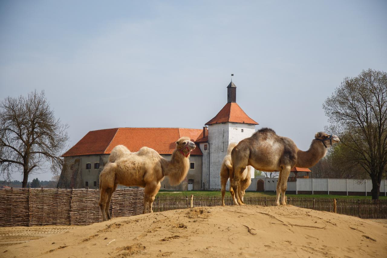 Hrvatska Sahara - fotografija 7